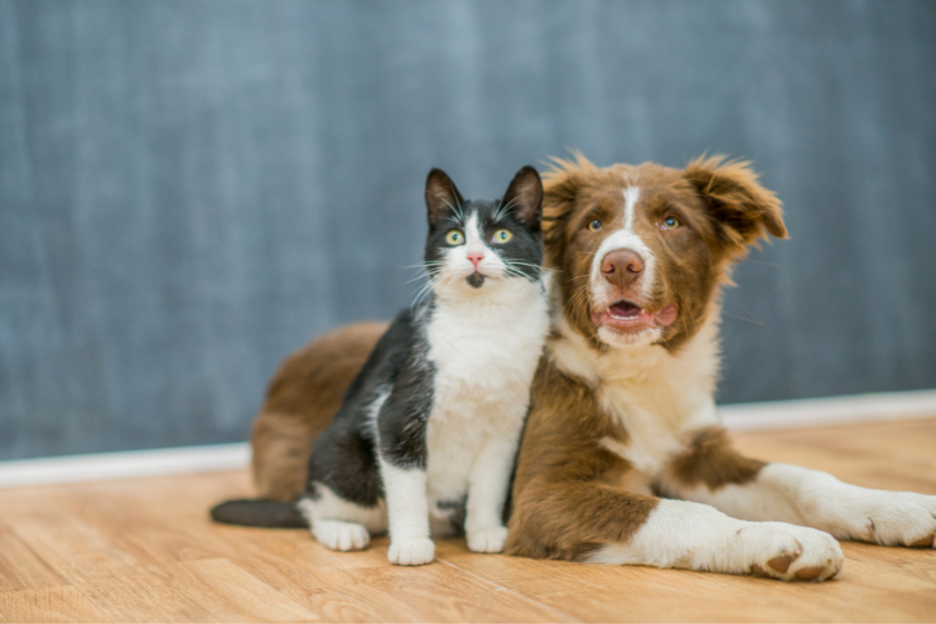 What Should You Do With Your Dog Or Cat When You Go On Vacation?